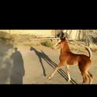 اسب و تجهیزات اسب|اسب و تجهیزات اسبسواری|سیرجان, |دیوار