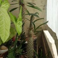 گل خونگی|گل و گیاه طبیعی|سبزوار, توحیدشهر|دیوار