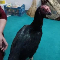 مرغ لاری ی تیغ مشکی