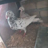 کفتر|پرنده|تایباد, |دیوار