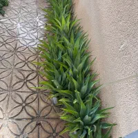 حراج گلخانه کاکتوس با کمترین قیمت|گل و گیاه طبیعی|نورآباد ممسنی, |دیوار