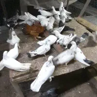 کبوتر فروشی همه یکجا|پرنده|آمل, |دیوار