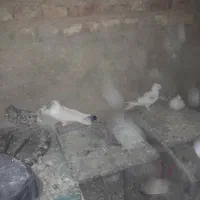 سلام خدمت دوستان ۵عدد سفید عتیطقع ا طوقی  یک لیلک|پرنده|مرودشت, نقش رستم|دیوار