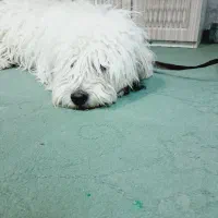 سگ شیتزو بازی گوش