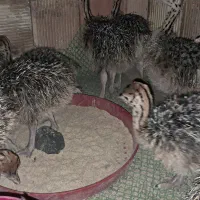 فروش جوجه شترمرغ ۴۰ روزه|حیوانات مزرعه|زرندیه, |دیوار