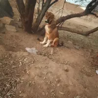 واگذاری توله سگ هشت ماهه