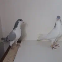 شصتی نر بدرنگ ماده|پرنده|اقبالیه, |دیوار