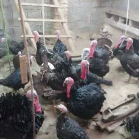 بوقلمون نر و ماده تخمگذار