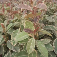 گل فیکوس|گل و گیاه طبیعی|محلات, |دیوار