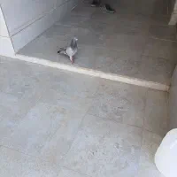 کفتر سبز‌دوخت