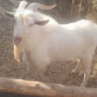 فروش یک راس چبش سانن اصل