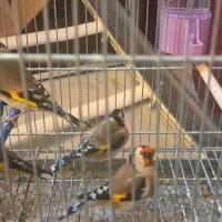 فروش سهره|پرنده|جونقان, |دیوار