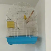 یه جفت مرغ عشق سالم و شیطون