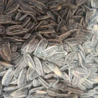 تخمه آفتابگردان تازه درجه یک