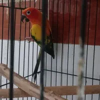 طوطی خورشیدی مولد