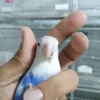 اوپلاین ویولت|پرنده|مشهد, شهید قربانی|دیوار