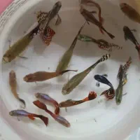 ماهی گوپی کفتر