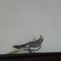 عروس هلندی ماده یک ساله|پرنده|سیاهکل, |دیوار