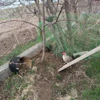 دو عدد مرغ تخم گذار معاوضه با اردک