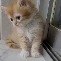 گریه پرشین برتیش گارفیلدی نر