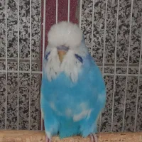 مرغ عشق انگلیسی گرید  A