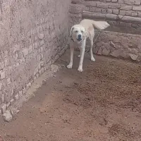 سگ گله ای|سگ|تایباد, |دیوار