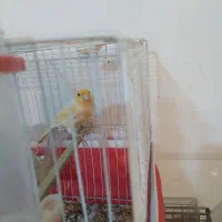 قناری مادە جفت نخورده آمادەی جفت|پرنده|کرمانشاه, |دیوار