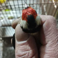 سهره نر حلب