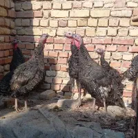 بوقلمون محلی