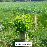 هرس و پیوند و کارشناس باغداری