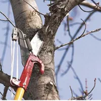 هرس کاری درخت و اره بنزینی برای درختان