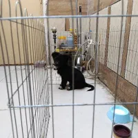 سگ اشپیز شیتزو سه ماهه|سگ|بندرعباس, |دیوار