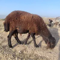 بره قوچ هترو