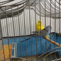 جفت مرغ عشق با قفس