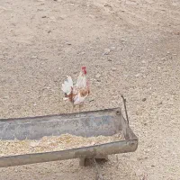 خروس ومرغ برهما