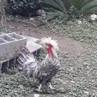 مرغ لهستانی و خروس لهستانی