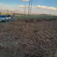 زمین-به-مساحت-500متر-باغ-روستای-کلکه