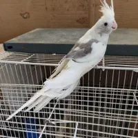 عروس هلندی 4500000