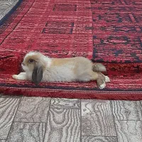 خرگوش لپ اروم دستی|موش و خرگوش|لنگرود, |دیوار