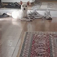 سگ پاکوتاه نر