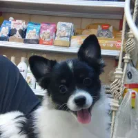 روباهی|سگ|تهران, ائمه اطهار|دیوار