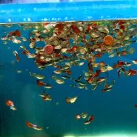 گوپی کوی بالن