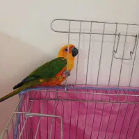 طوطی کانورخورشیدی|پرنده|رفسنجان, |دیوار