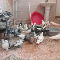 سلام تعدادی کفتر نرماده ساعت بالا پریده جواب داده