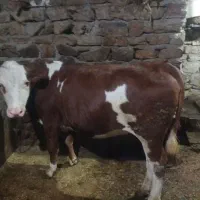 گوساله گوشتی وداشتی