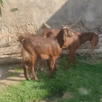 بز دوقلوزا جوان داشتی