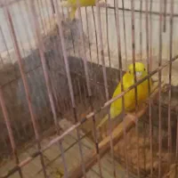 یه جفت مرغ عشق هلندی به شرط تخم  نقدی معاوضه ندارم|پرنده|مسجد سلیمان, |دیوار