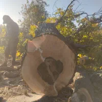 خرید انواع چوب باغی با قیمت مناسب|خدمات باغبانی و درختکاری|بافت, |دیوار