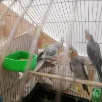 جوجه عروس هلندی