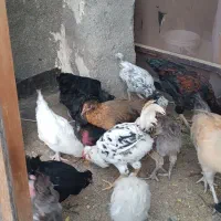 مرغ و خروس مینیاتوری|حیوانات مزرعه|مشهد, بلال|دیوار